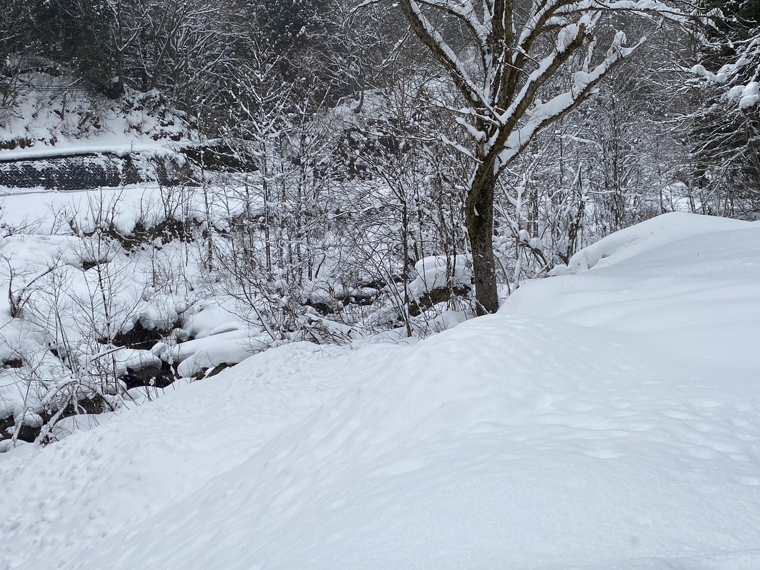 雪の下熟成の様子